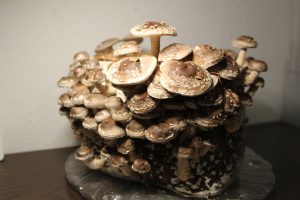 selbst gezüchtete Shiitake Vitalpilze