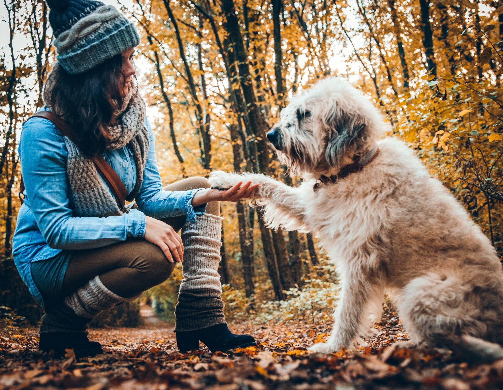 Balou mit Vitalpilzen fuer Hunde