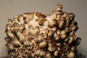 selbst gezüchtete Vitalpilze für Hunde Shiitake