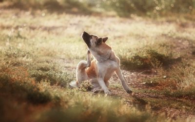 Natürliche Hausmittel gegen Flöhe beim Hund