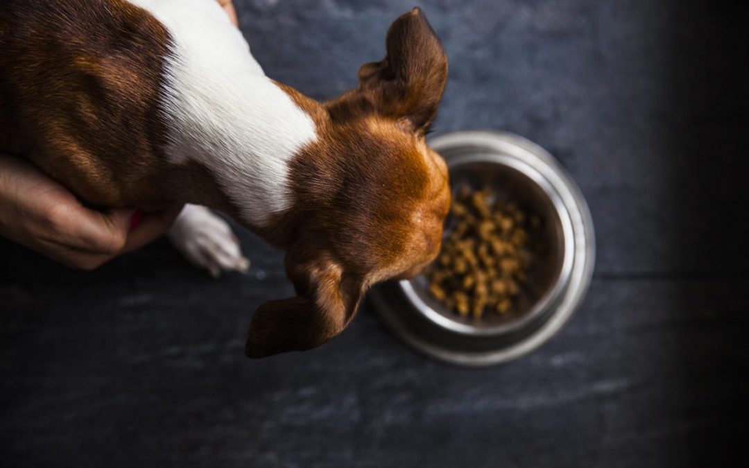 Trockenfutter für Hunde