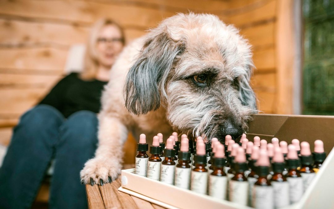 Bachblüten für Hunde: Wirkung und Einsatzmöglichkeiten
