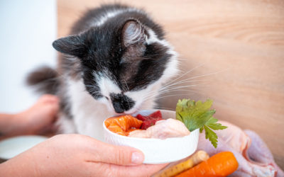Warum rund 80 % der KatzenbesitzerInnen (unbeabsichtigt) falsch füttern