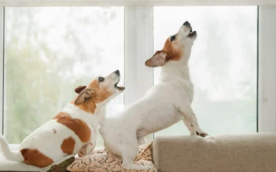Warum bellt mein Hund wirklich?