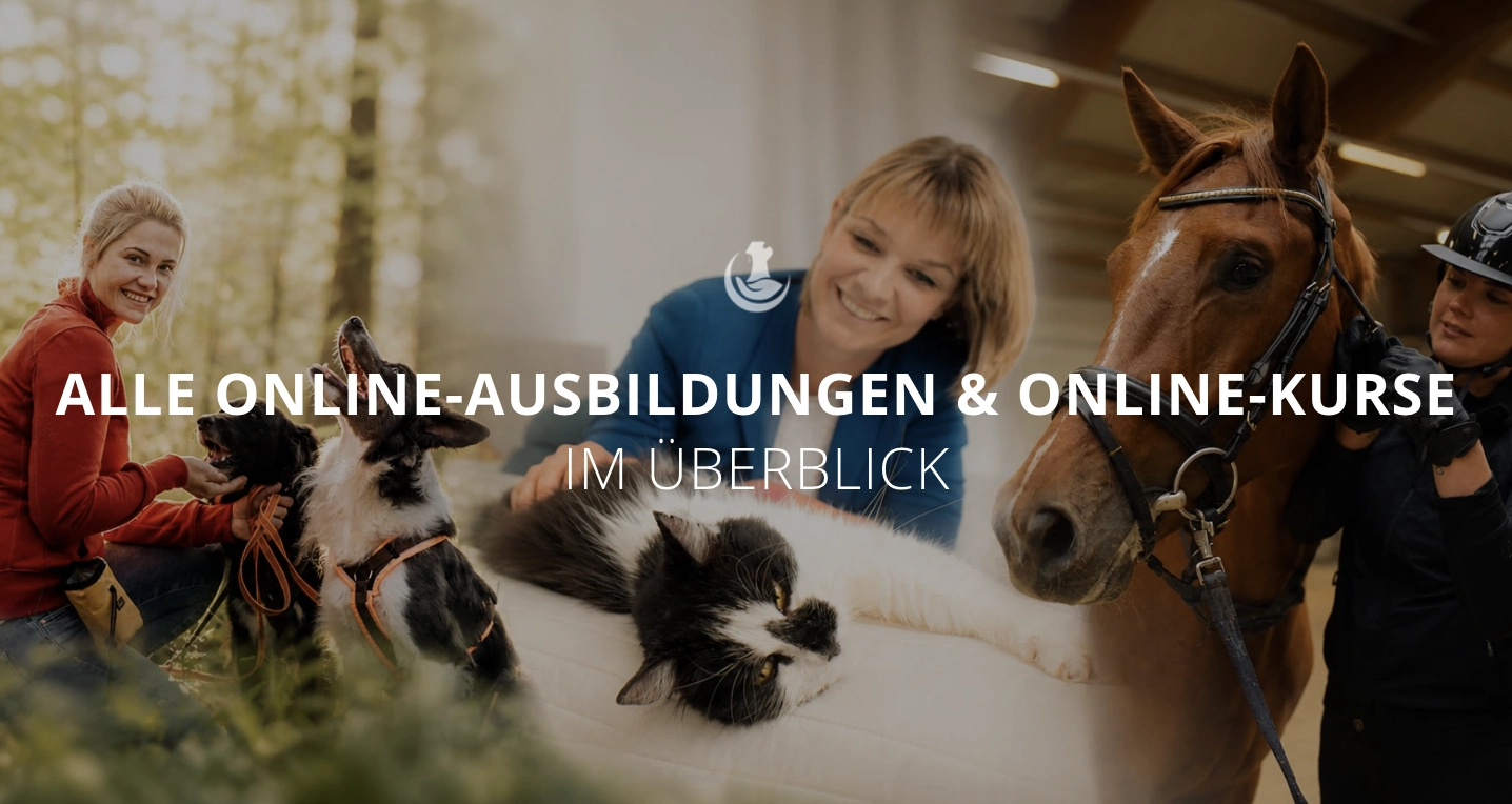 Dogtisch Academy - Kurse und Ausbildungen