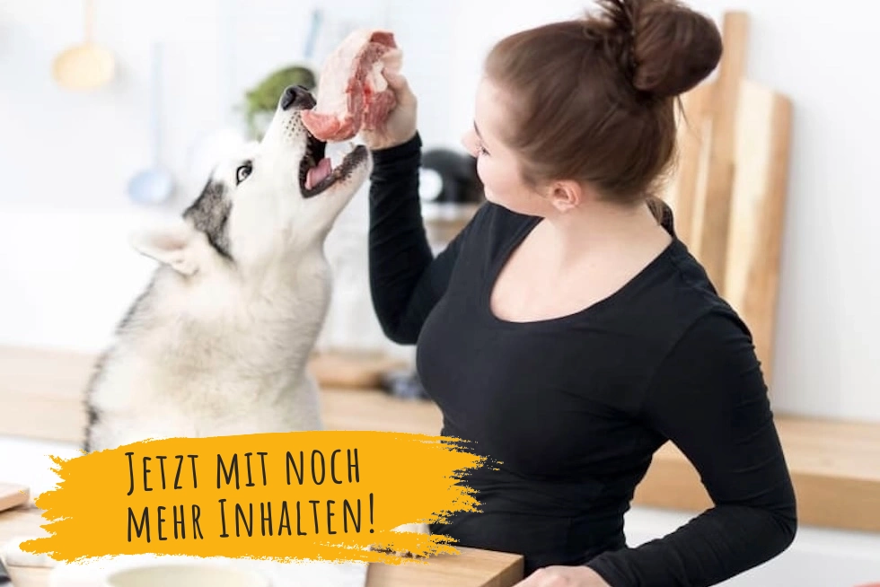 Online-Kurs: Erste-Hilfe-fuer-Hunde