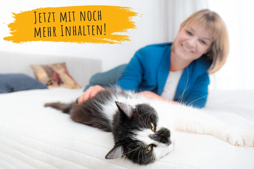 Katzenernährungsberatung - mit ganzheitlichen Blicken auf die Ernährung der Katze